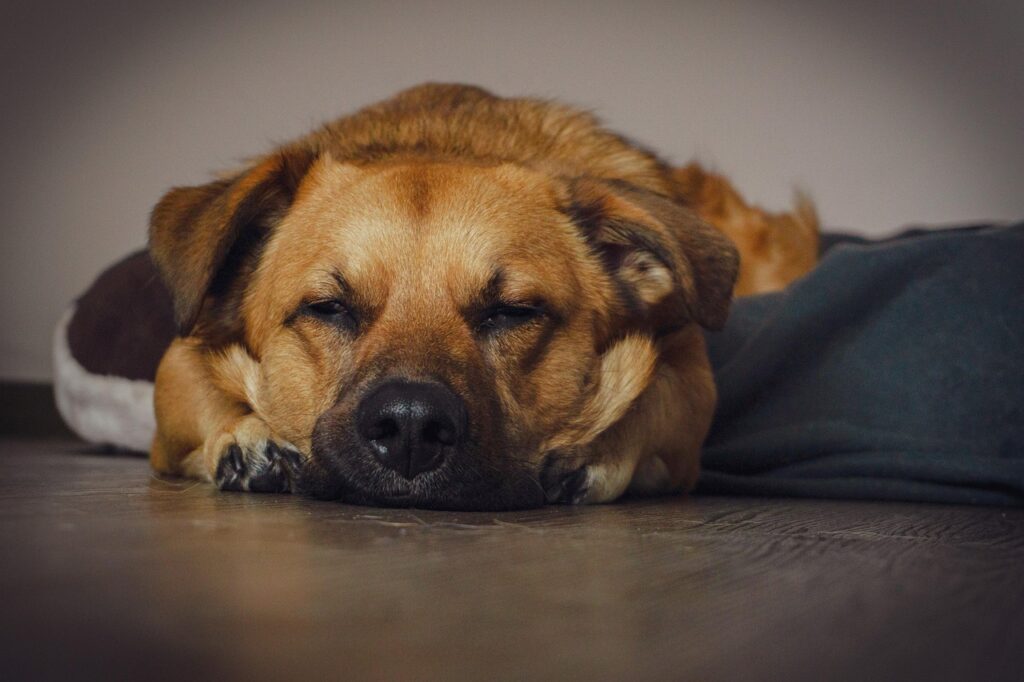 dog, puppy, canine, animal, hund, pet, asleep