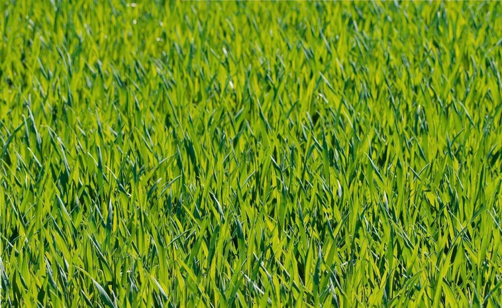 grasses, meadow, green, rush, blade of grass, plant, lawn, field, nature, closeup, green, lawn, lawn, lawn, lawn, lawn